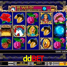 ddbet Rio de Janeiro - Bonus Terms